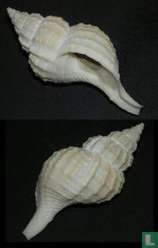 Fusitriton oregonensis