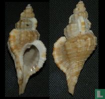 Turritriton tenuiliratus