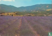  La Belle Provence 