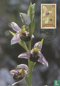 Orchideen