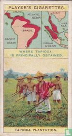 Tapioca Plantation