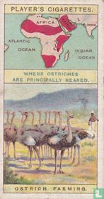 Ostrich Farming