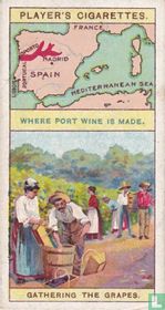 Gathering the Grapes