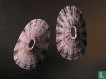 Dendrofissurella scutellum