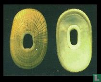 Fissurellidea patagonica