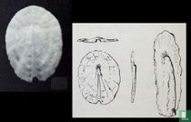 Hemimarginula simpla 