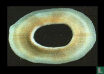 Fissurellidea megatrema 