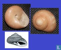 Clanculus ochroleucus 