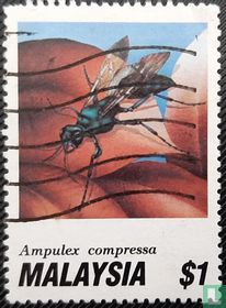 Insects - wasps