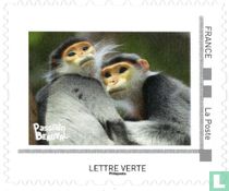 Langurs de Douc