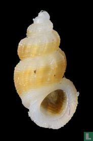 Manzonia wilmae