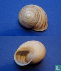 Loxana beaumieri