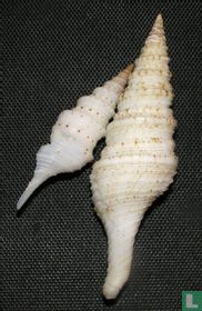 Gemmula kieneri