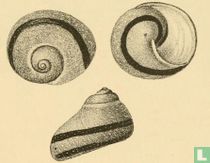 Austrocochlea constellata