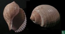 Tonna canaliculata