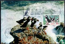 Puffin
