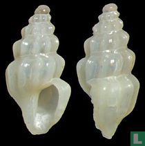 Horaiclavus adenensis