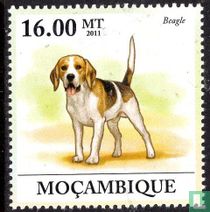 chiens