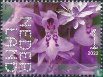 Reed Orchid