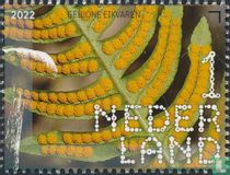 Common oak fern