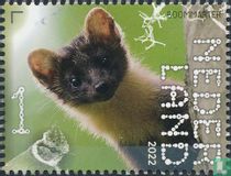 Pine marten