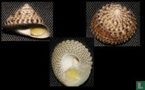 Coelotrochus tiaratus