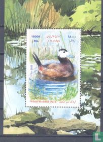 Waterfowl