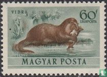 Eurasian otter