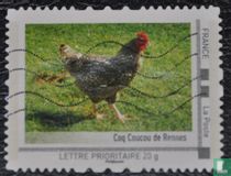Rennes cuckoo rooster