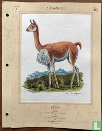 Zoogdieren - Vicuna