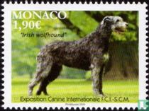 International dog show