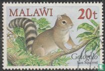 Small animals