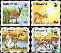 Letschwe