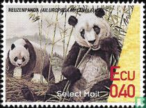 Reuzenpanda's