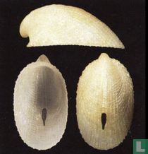 Rimula frenulata
