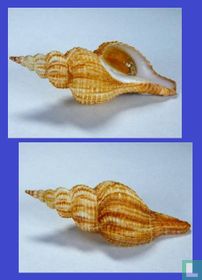 Propefusus pulleinei