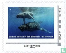 Buckelwal und sein Kalb