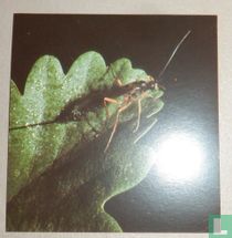 Ichneumon/Sluipwesp