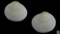 Semele cordiformis