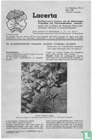 Lacerta 8
