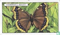 Camberwell Beauty