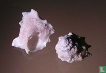 Astralium mactanense