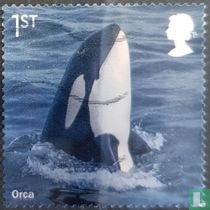 Orca