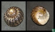 Chlorostoma argyrostomum turbinata