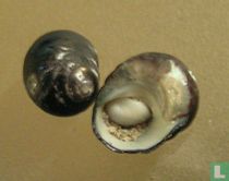 Prisogaster elevatus