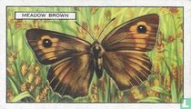 Meadow Brown