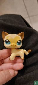 Kat