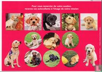 Chiens guides d'aveugles - Geleidehonden voor blinden