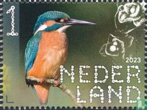 Kingfisher
