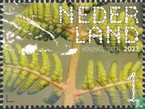 royal fern
